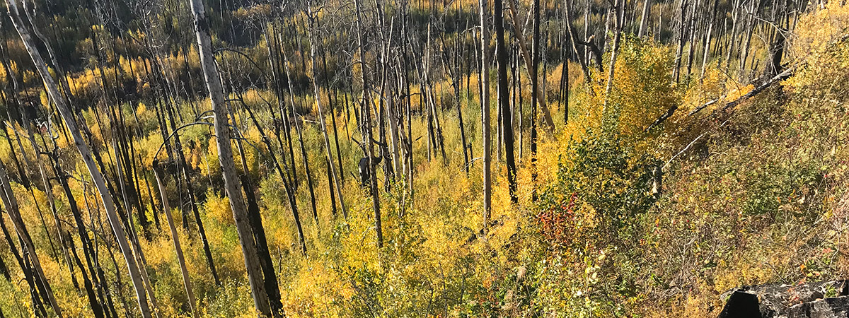 Regrowth after forest fire.