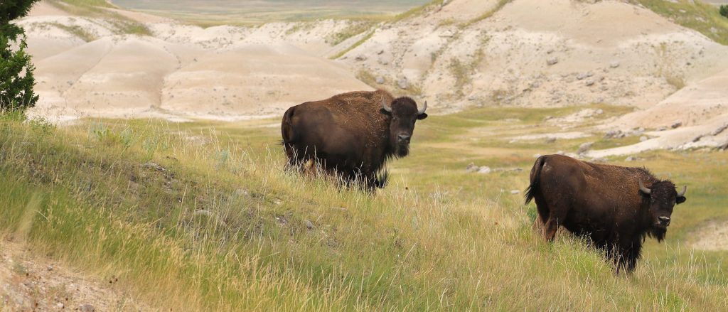 Two bison in a prairie landscape.