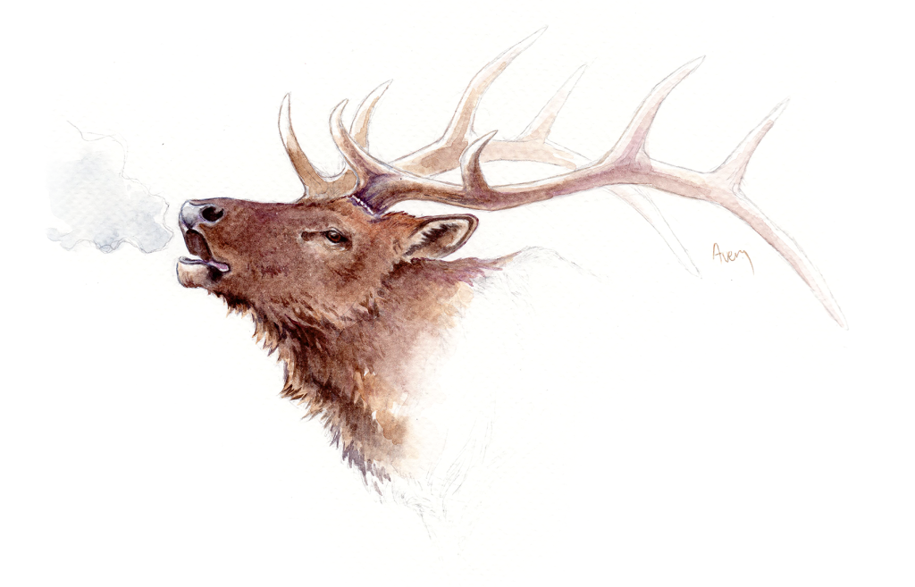 A watercolour painting of an elk.