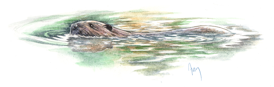 Beaver
